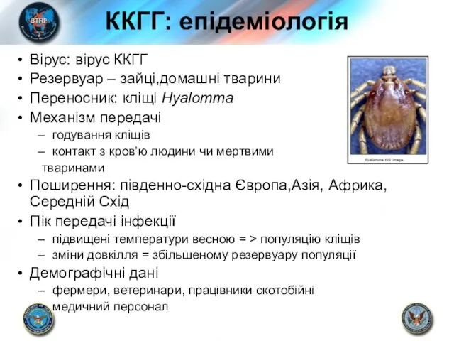 ККГГ: епідеміологія Вірус: вірус ККГГ Резервуар – зайці,домашні тварини Переносник: кліщі