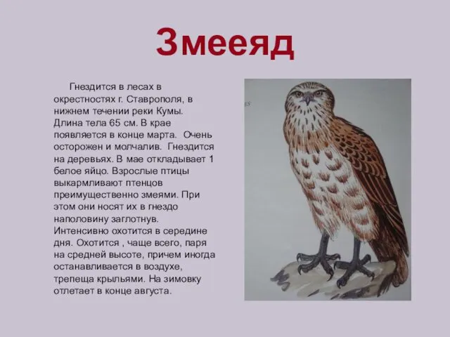 Змееяд Гнездится в лесах в окрестностях г. Ставрополя, в нижнем течении