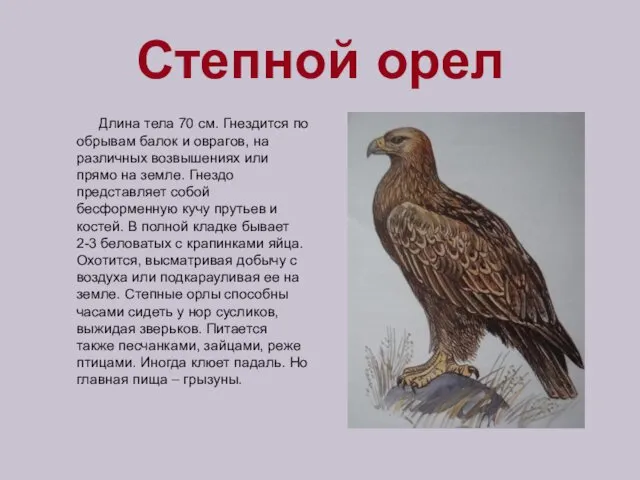 Степной орел Длина тела 70 см. Гнездится по обрывам балок и