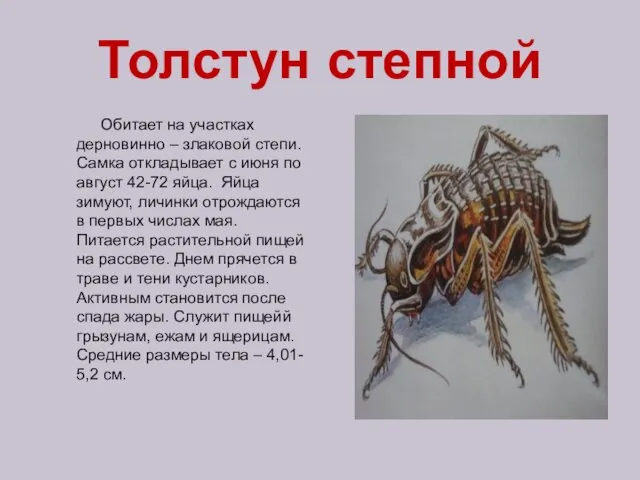 Толстун степной Обитает на участках дерновинно – злаковой степи. Самка откладывает