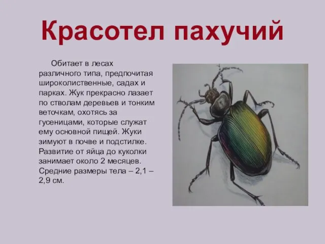 Красотел пахучий Обитает в лесах различного типа, предпочитая широколиственные, садах и