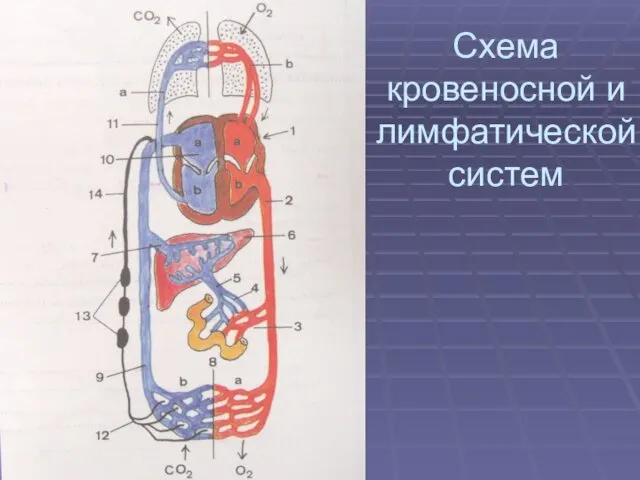 Схема кровеносной и лимфатической систем