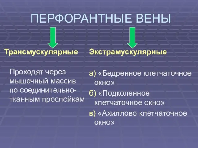 ПЕРФОРАНТНЫЕ ВЕНЫ Трансмускулярные Проходят через мышечный массив по соединительно-тканным прослойкам Экстрамускулярные