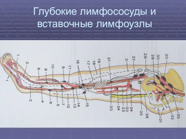 Глубокие лимфососуды и вставочные лимфоузлы