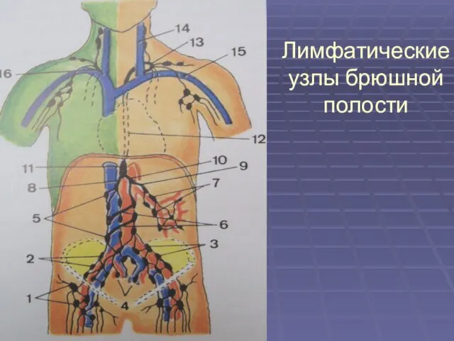 Лимфатические узлы брюшной полости