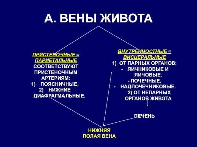 А. ВЕНЫ ЖИВОТА ПРИСТЕНОЧНЫЕ = ПАРИЕТАЛЬНЫЕ СООТВЕТСТВУЮТ ПРИСТЕНОЧНЫМ АРТЕРИЯМ: ПОЯСНИЧНЫЕ, НИЖНИЕ