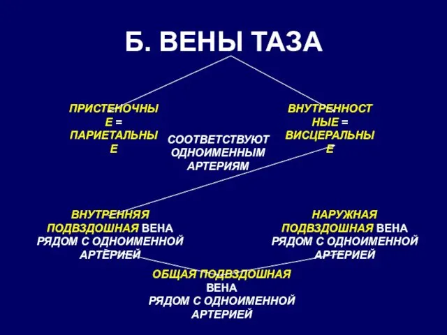 Б. ВЕНЫ ТАЗА ПРИСТЕНОЧНЫЕ = ПАРИЕТАЛЬНЫЕ ВНУТРЕННОСТНЫЕ = ВИСЦЕРАЛЬНЫЕ ВНУТРЕННЯЯ ПОДВЗДОШНАЯ