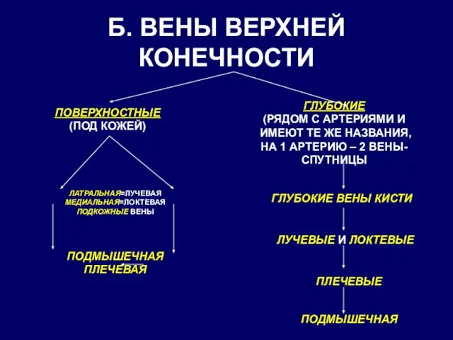 Б. ВЕНЫ ВЕРХНЕЙ КОНЕЧНОСТИ ПОВЕРХНОСТНЫЕ (ПОД КОЖЕЙ) ГЛУБОКИЕ (РЯДОМ С АРТЕРИЯМИ