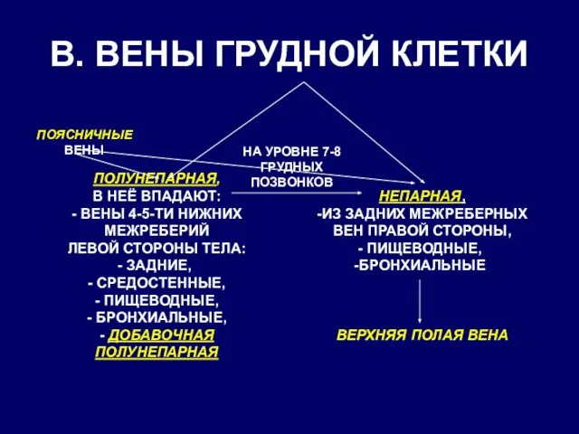 В. ВЕНЫ ГРУДНОЙ КЛЕТКИ ПОЛУНЕПАРНАЯ, В НЕЁ ВПАДАЮТ: - ВЕНЫ 4-5-ТИ