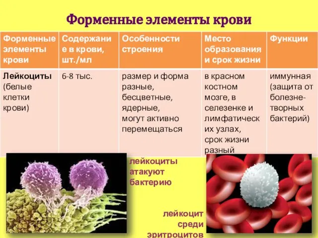 Форменные элементы крови лейкоцит среди эритроцитов лейкоциты атакуют бактерию