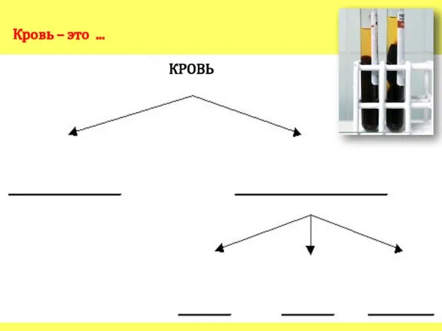 Кровь – это ... КРОВЬ