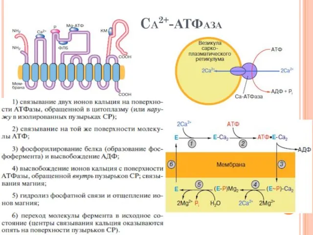Ca2+-АТФаза