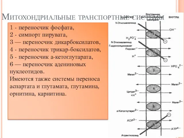 Митохондриальные транспортные системы 1 - переносчик фосфата, 2 - симпорт пирувата,