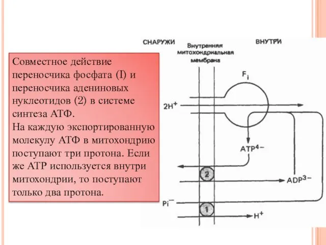 Совместное действие переносчика фосфата (I) и переносчика адениновых нуклеотидов (2) в