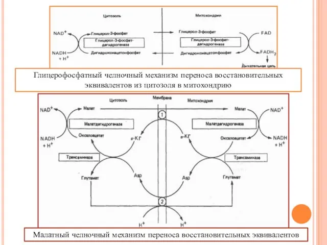 Глицерофосфатный челночный механизм переноса восстановительных эквивалентов из цитозоля в митохондрию Малатный челночный механизм переноса восстановительных эквивалентов