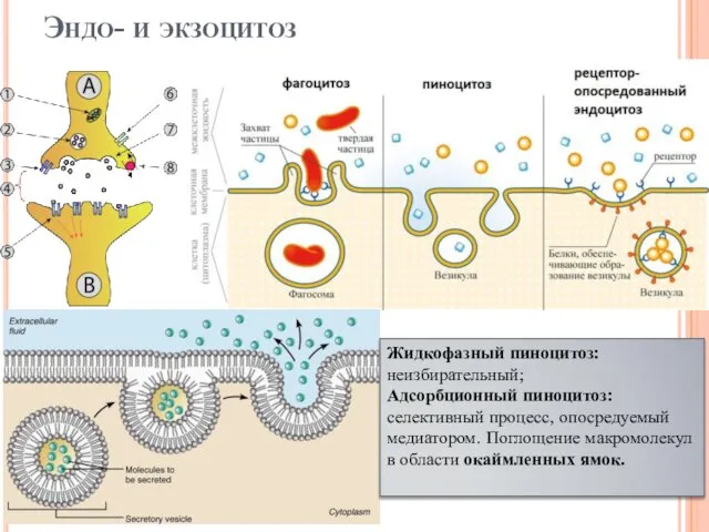 Эндо- и экзоцитоз Жидкофазный пиноцитоз: неизбирательный; Адсорбционный пиноцитоз: селективный процесс, опосредуемый