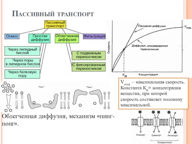 Пассивный транспорт Облегченная диффузия, механизм «пинг-понг». Vmax – максимальная скорость. Константа