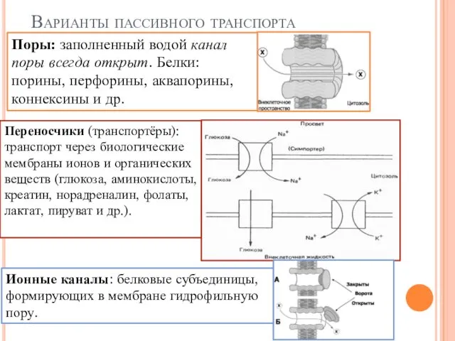 Варианты пассивного транспорта Переносчики (транспортёры): транспорт через биологические мембраны ионов и