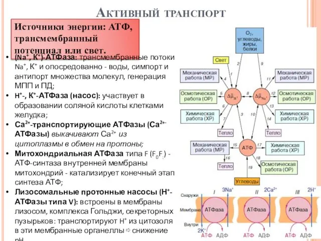 Активный транспорт Источники энергии: АТФ, трансмембранный потенциал или свет. (Na+, К+)-АТФаза: