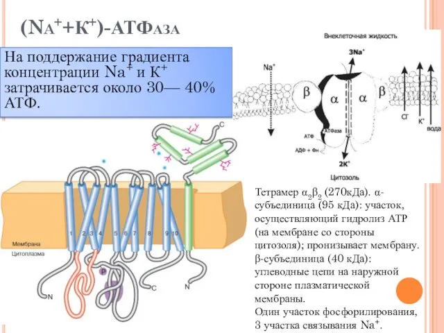 (Na++К+)-АТФаза На поддержание градиента концентрации Na+ и К+ затрачивается около 30—