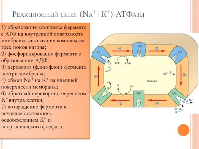 Реакционный цикл (Na++К+)-АТФазы 1) образование комплекса фермента с АТФ на внутренней