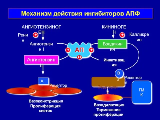 ГМК Механизм действия ингибиторов АПФ АНГИОТЕНЗИНОГЕН КИНИНОГЕН Ренин Ангиотензин I Ангиотензин