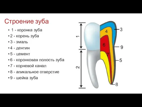 Строение зуба 1 - коронка зуба 2 - корень зуба 3