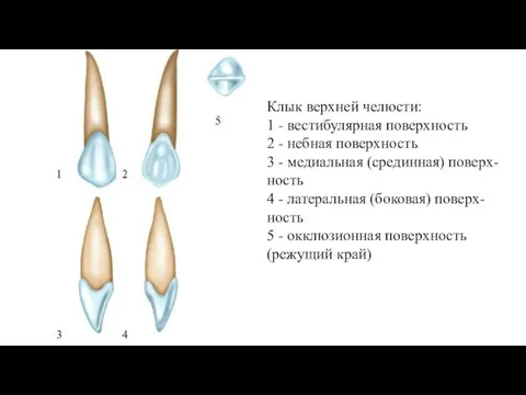 Клык верхней челюсти: 1 - вестибулярная поверхность 2 - небная поверхность