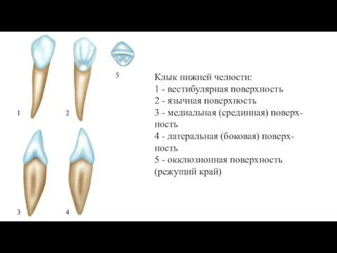 Клык нижней челюсти: 1 - вестибулярная поверхность 2 - язычная поверхность