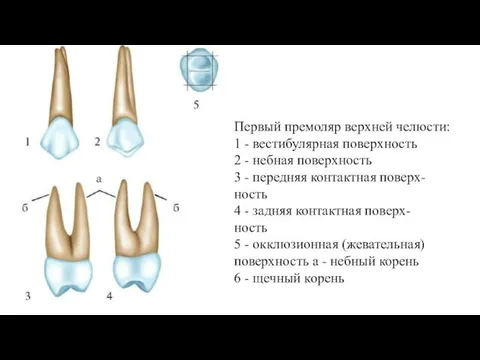 Первый премоляр верхней челюсти: 1 - вестибулярная поверхность 2 - небная