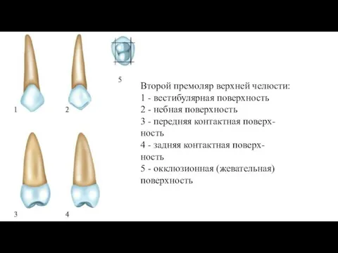 Второй премоляр верхней челюсти: 1 - вестибулярная поверхность 2 - небная