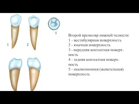 Второй премоляр нижней челюсти: 1 - вестибулярная поверхность 2 - язычная