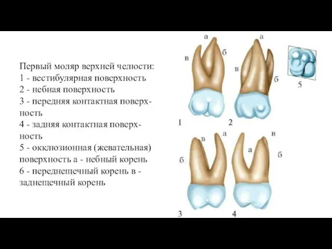 Первый моляр верхней челюсти: 1 - вестибулярная поверхность 2 - небная