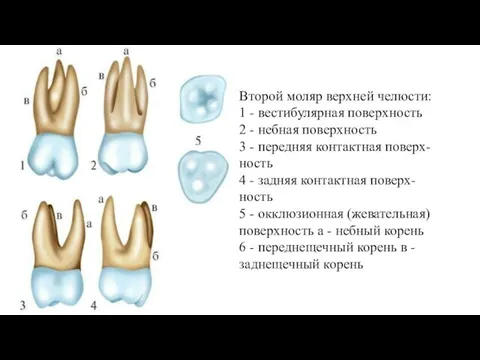 Второй моляр верхней челюсти: 1 - вестибулярная поверхность 2 - небная