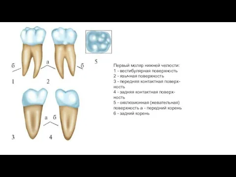 Первый моляр нижней челюсти: 1 - вестибулярная поверхность 2 - язычная