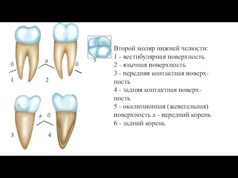 Второй моляр нижней челюсти: 1 - вестибулярная поверхность 2 - язычная