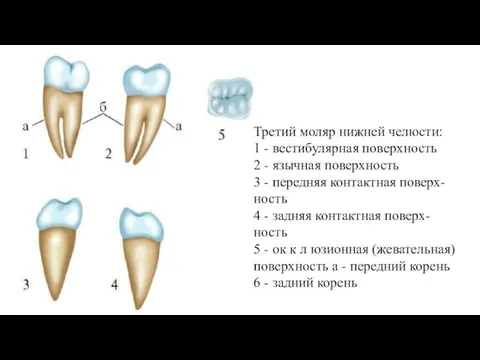 Третий моляр нижней челюсти: 1 - вестибулярная поверхность 2 - язычная