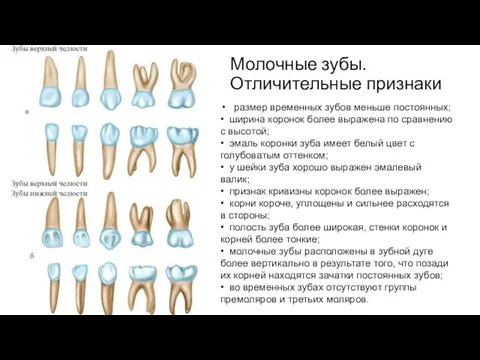 Молочные зубы. Отличительные признаки размер временных зубов меньше постоянных; • ширина