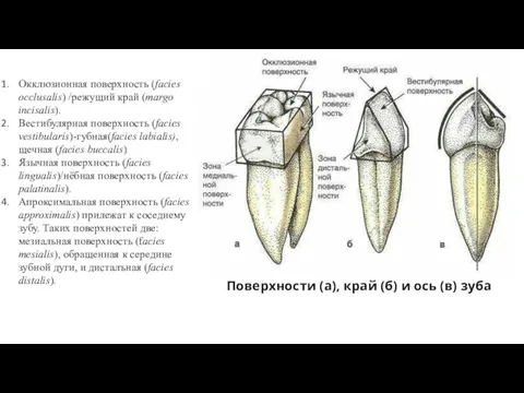 Поверхности (а), край (б) и ось (в) зуба Окклюзионная поверхность (facies