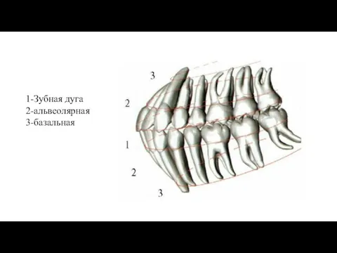 1-Зубная дуга 2-альвеолярная 3-базальная