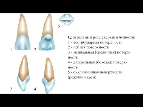 Центральный резец верхней челюсти: 1 - вестибулярная поверхность 2 - небная