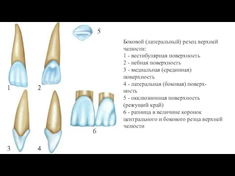 Боковой (латеральный) резец верхней челюсти: 1 - вестибулярная поверхность 2 -