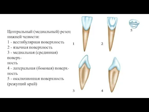 Центральный (медиальный) резец нижней челюсти: 1 - вестибулярная поверхность 2 -