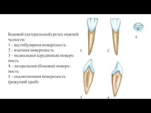 Боковой (латеральный) резец нижней челюсти: 1 - вестибулярная поверхность 2 -