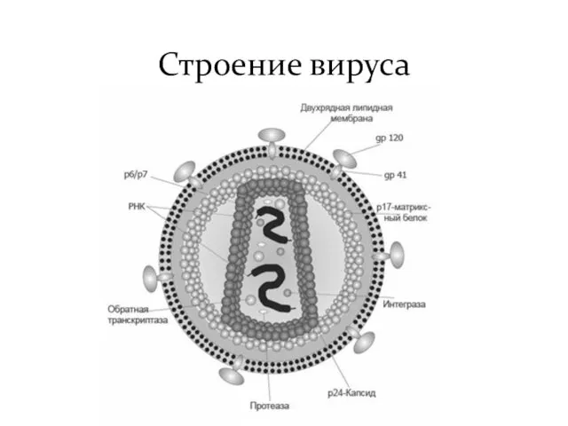 Строение вируса