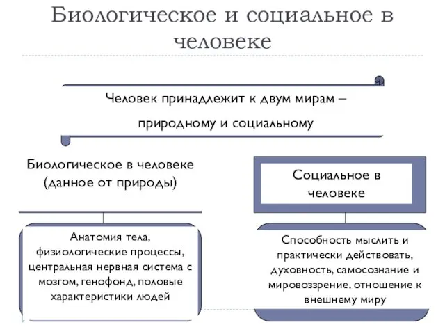 Биологическое и социальное в человеке Человек принадлежит к двум мирам –