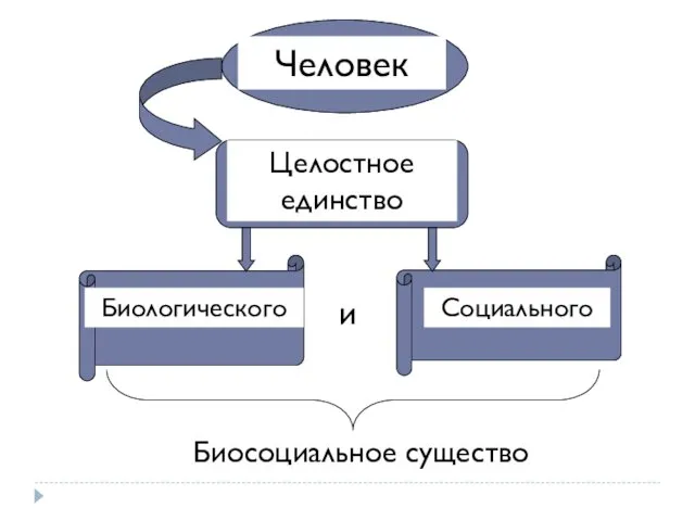 Человек Целостное единство Биологического Социального и Биосоциальное существо