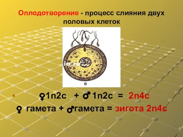 Оплодотворение - процесс слияния двух половых клеток 1n2с + 1n2с =