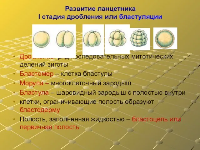 Развитие ланцетника I стадия дробления или бластуляции Дробление- ряд последовательных митотических