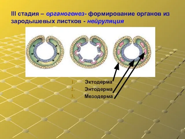 III стадия – органогенез- формирование органов из зародышевых листков - нейруляция Эктодерма Энтодерма Мезодерма